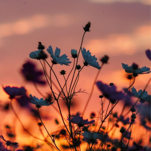 গল্পস্বল্প ডেস্ক